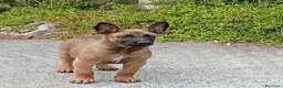 Pastore Belga cani in vendita: Malinois - Annuncio 4