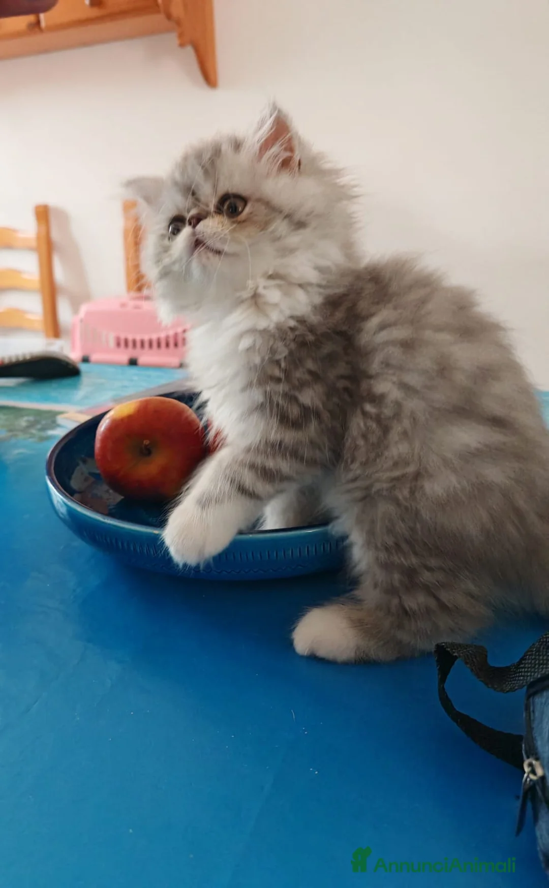Persiano gatti in vendita: Gattino Persiano Cincillà Silver Tabby - Annuncio 2