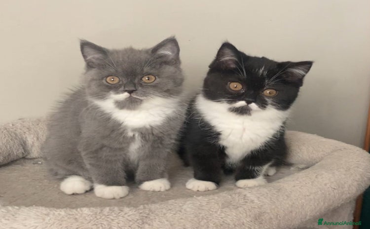 Scottish gatti - Annuncio 17