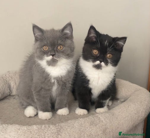 Scottish gatti - Annuncio 15