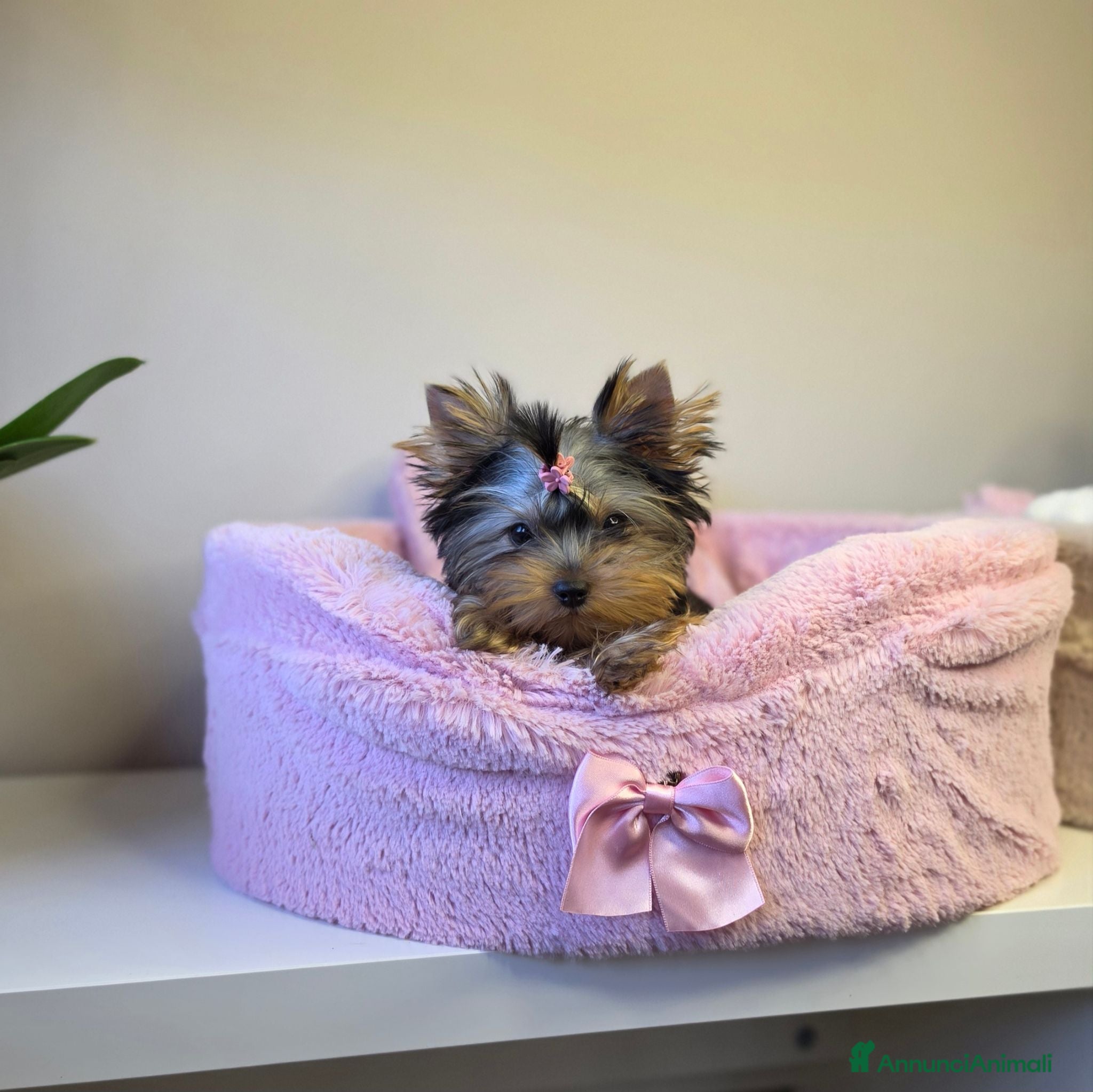 Yorkshire cani Cuccioli di Yorkshire Terrier  - Annuncio 3