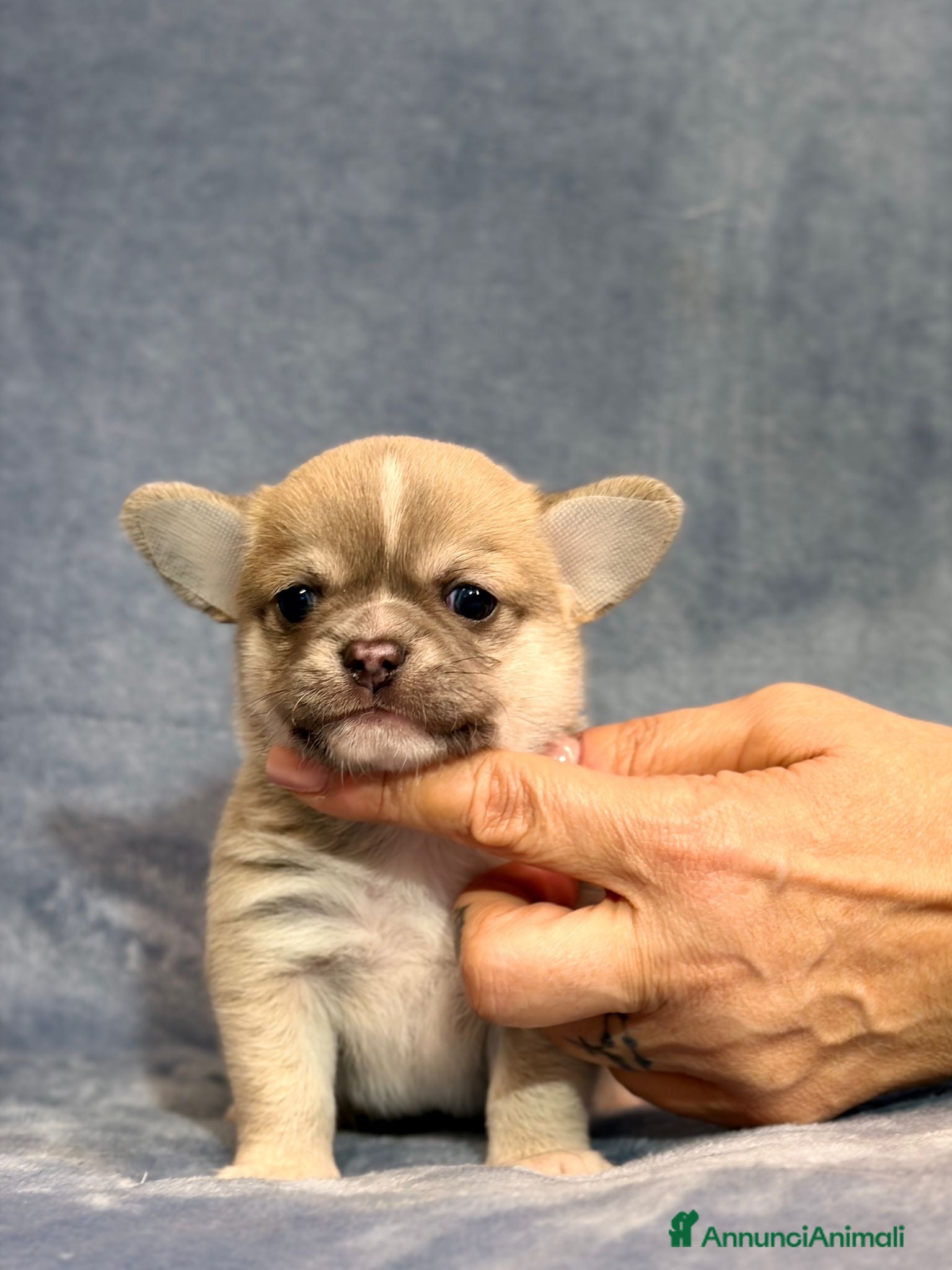 Chihuahua cani Chihuahua cuccioli  - Annuncio 6