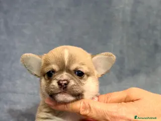 Chihuahua cani Chihuahua cuccioli - Annuncio 6