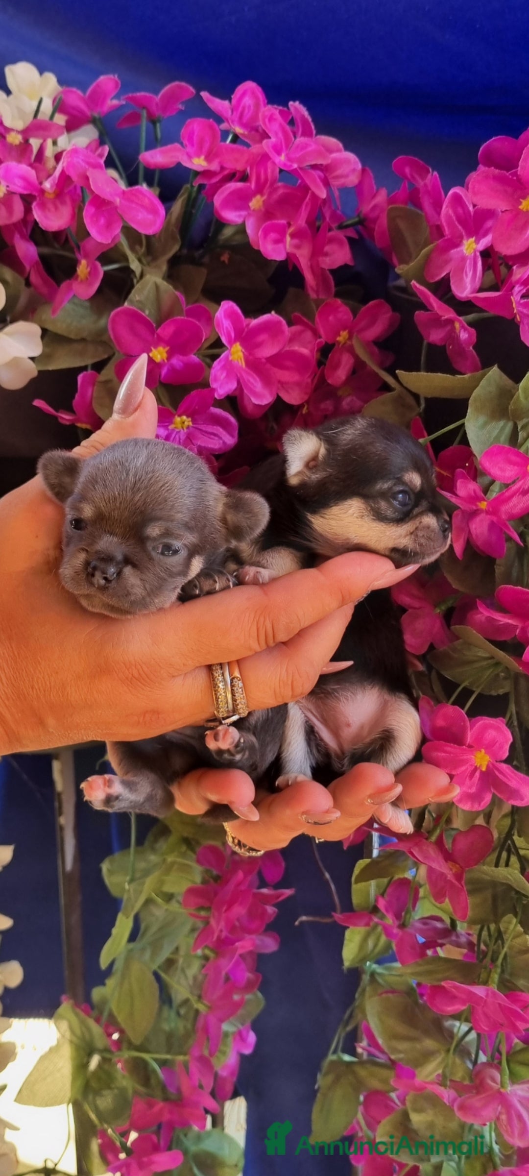 Chihuahua cani in vendita: Cuccioli di chihuahua toy  a Città Metropolitana di Torino - Immagine 3