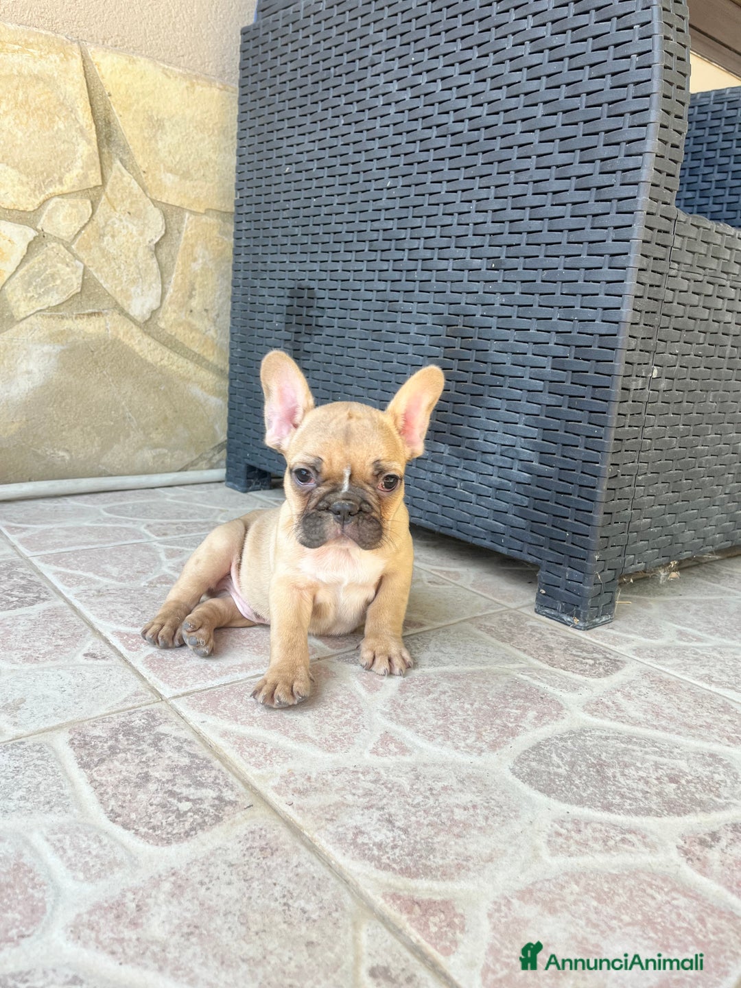 Bulldog Francese cani in vendita: Cuccioli di bulldog francese  - Immagine 2