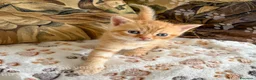 Scottish gatti in vendita: Cuccioli Scottish Fold e Straight con Pedigree - Annuncio 17
