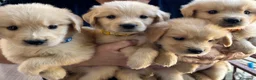 Golden Retriever cani in vendita: Cuccioli golden retriver linea americana  - Annuncio 3