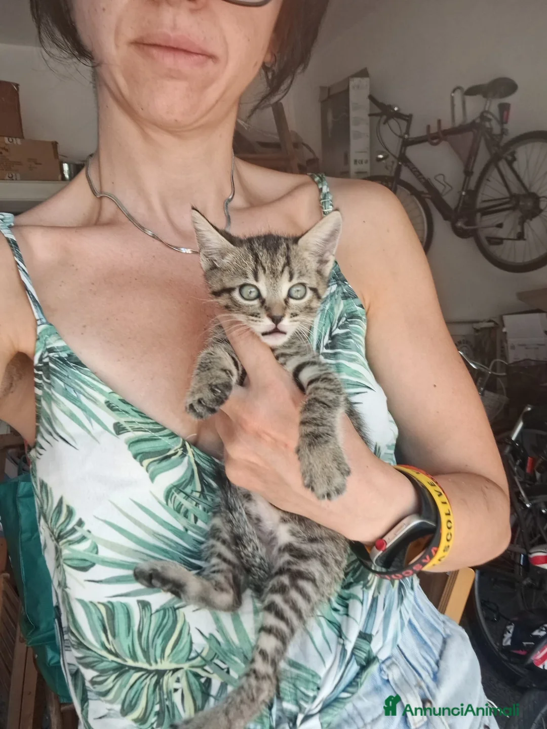 Europeo gatti in regalo: Gattini  a Città Metropolitana di Bologna - Annuncio 5