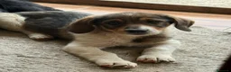 Meticcio cani in regalo: DARA, cucciola dagli occhioni dolci!  - Annuncio 3