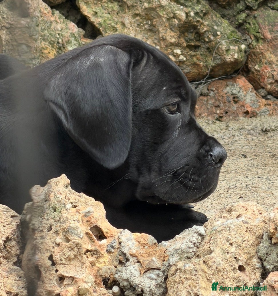 Cane Corso cani Cucciolo cane corso  - Annuncio 7