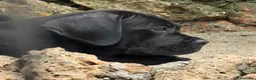 Cane Corso cani in vendita: Cucciolo cane corso  - Annuncio 1