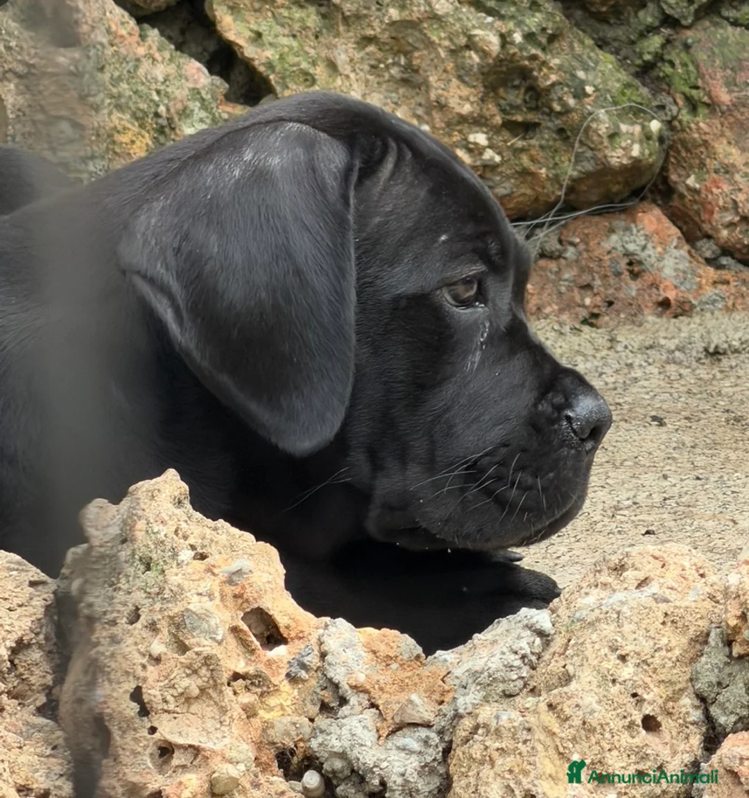Cane Corso cani in vendita: Cucciolo cane corso  - Annuncio 1
