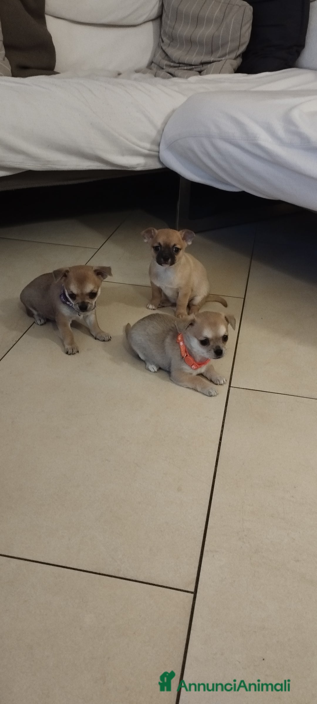 Meticcio cani in vendita: Cucciole  - Annuncio 7