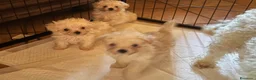 Maltipoo cani in vendita: Cuccioli Maltipoo  - Annuncio 4