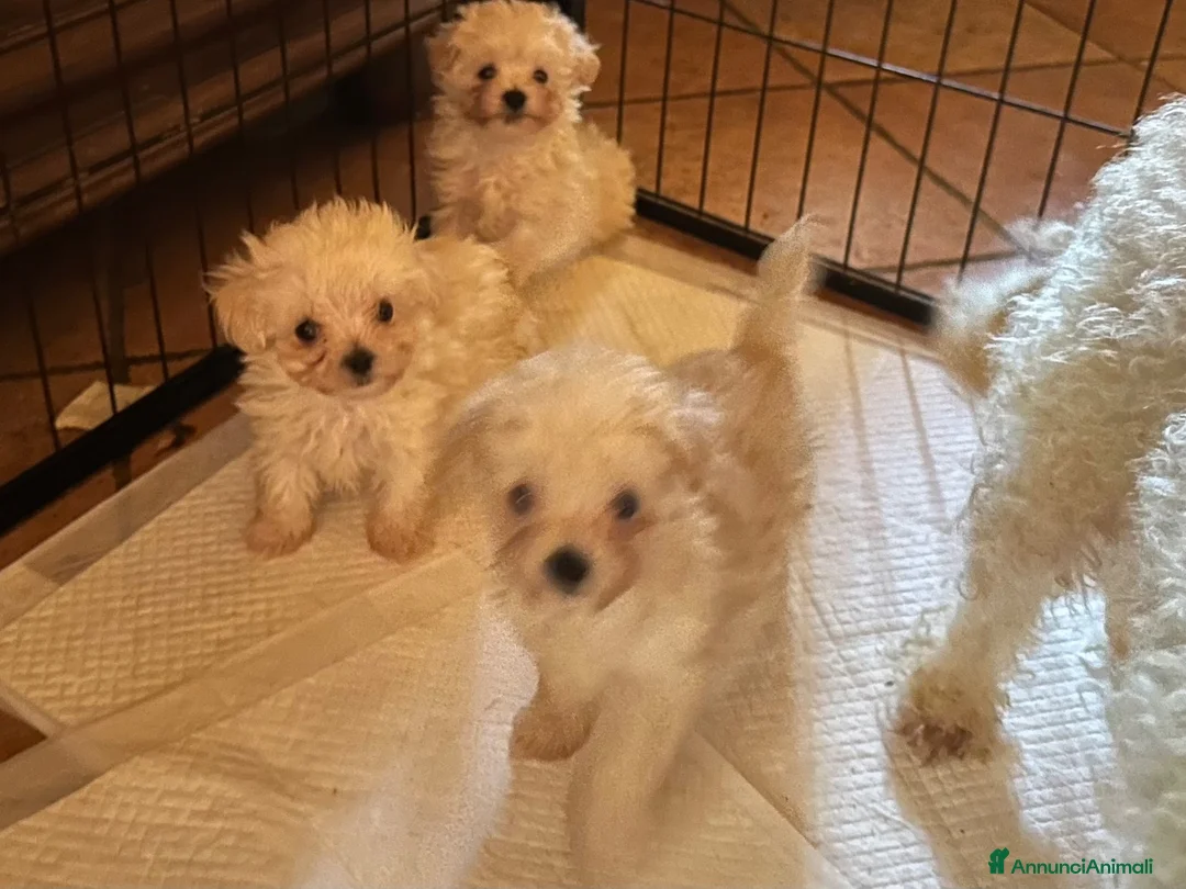 Maltipoo cani in vendita: Cuccioli Maltipoo  - Annuncio 4