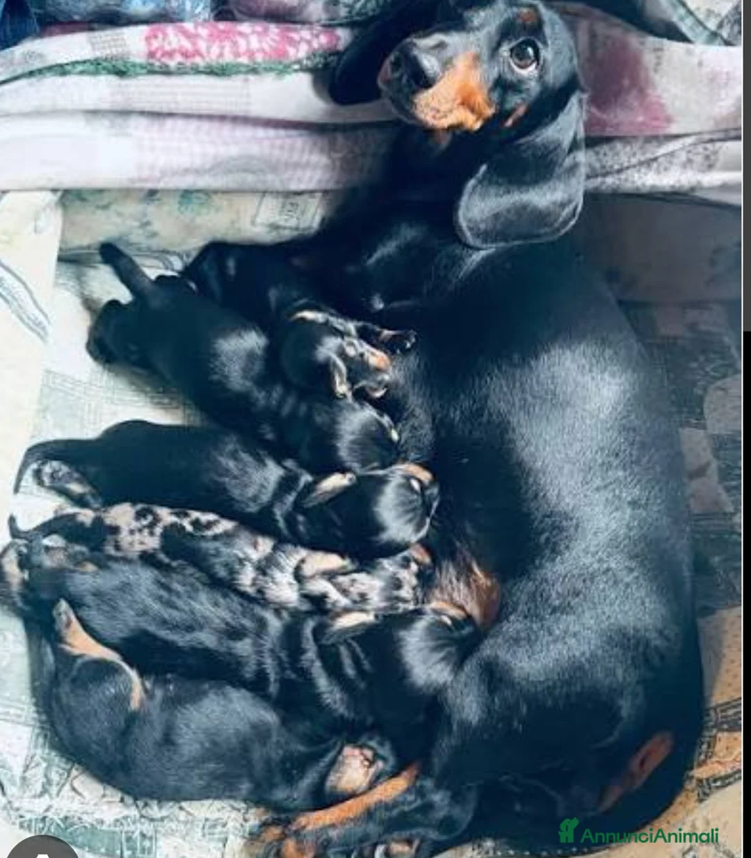 Bassotto cani in vendita: Bassotto maschio  - Annuncio 5