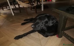 Labrador cani in vendita: Cuccioli di Labrador a Città metropolitana di Roma Capitale - Immagine 2