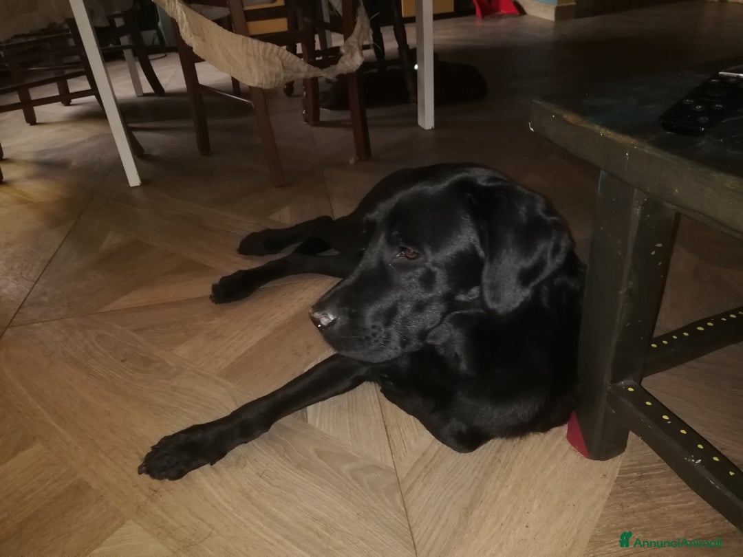 Labrador cani in vendita: Cuccioli di Labrador a Città metropolitana di Roma Capitale - Immagine 2
