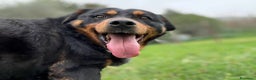 Rottweiler cani in regalo: GUENDY, dolcissima mix ROTT sfortunata - Annuncio 7