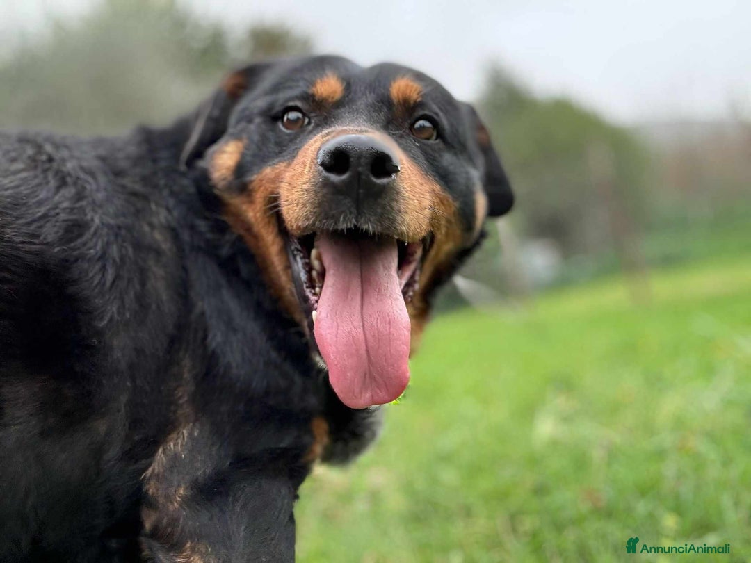 Rottweiler cani in regalo: GUENDY, dolcissima mix ROTT sfortunata - Annuncio 7