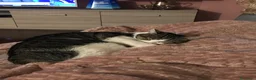 Europeo gatti in regalo: Gattini inseparabili - Annuncio 24