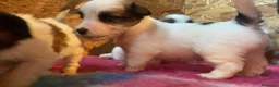 Jack Russell cani in vendita: Jack Russell terrier pelo ruvido  - Annuncio 8
