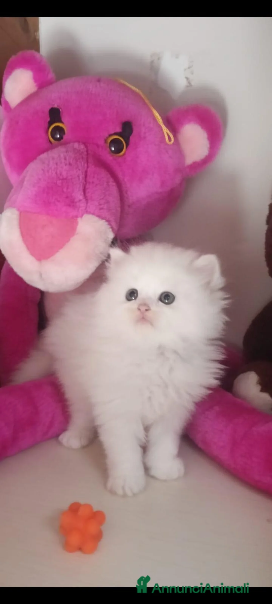 Persiano gatti in vendita: Gatti persiani normotipo  - Annuncio 2