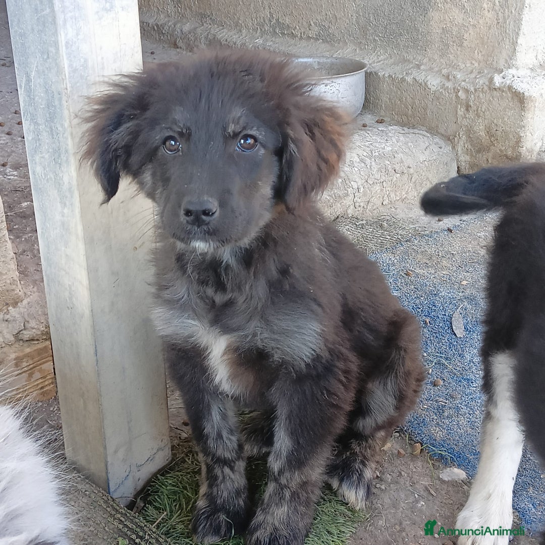 Meticcio cani in regalo: NELLO - Annuncio 2