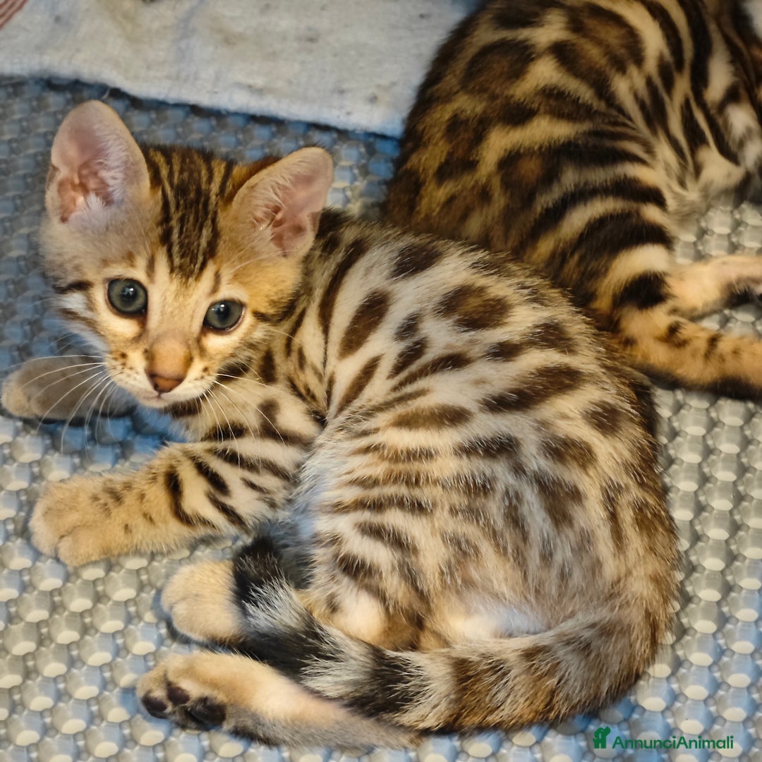 Bengala gatti in vendita: Cuccioli di Bengala - Immagine 3