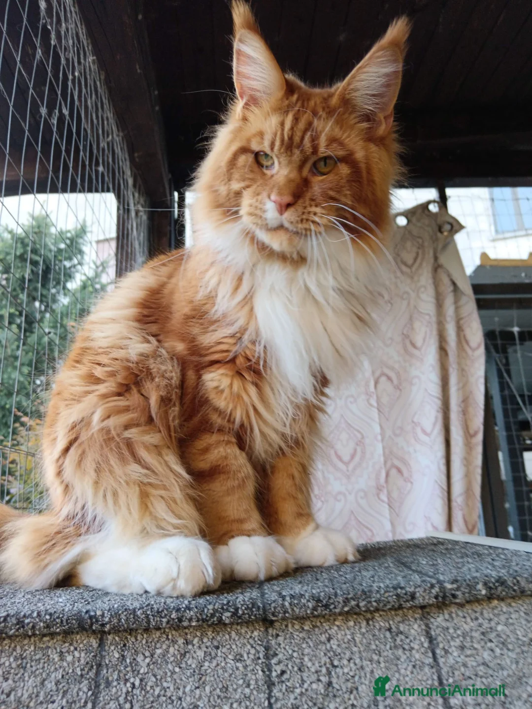 Maine Coon gatti per accoppiamento: Maschio maine coon per accoppiamento  - Annuncio 2