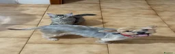 Maine Coon gatti in vendita: Maine coon cucciola  - Annuncio 5