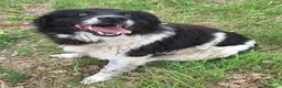 Meticcio cani in regalo: Buonissimo, educato, 3 anni, 30 kg - Annuncio 6