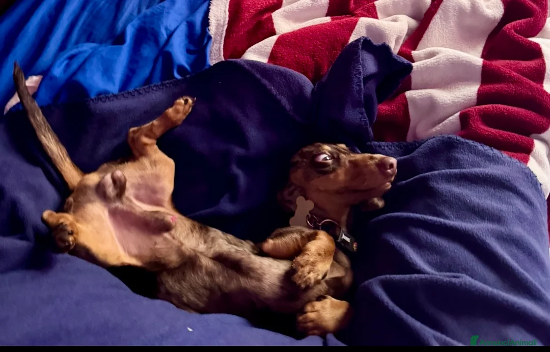 Bassotto cani per accoppiamento: Disponibile bassotto Arlecchino per monta - Annuncio 6