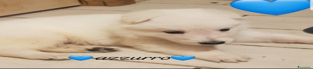 Pastore Svizzero Cucciolo 2