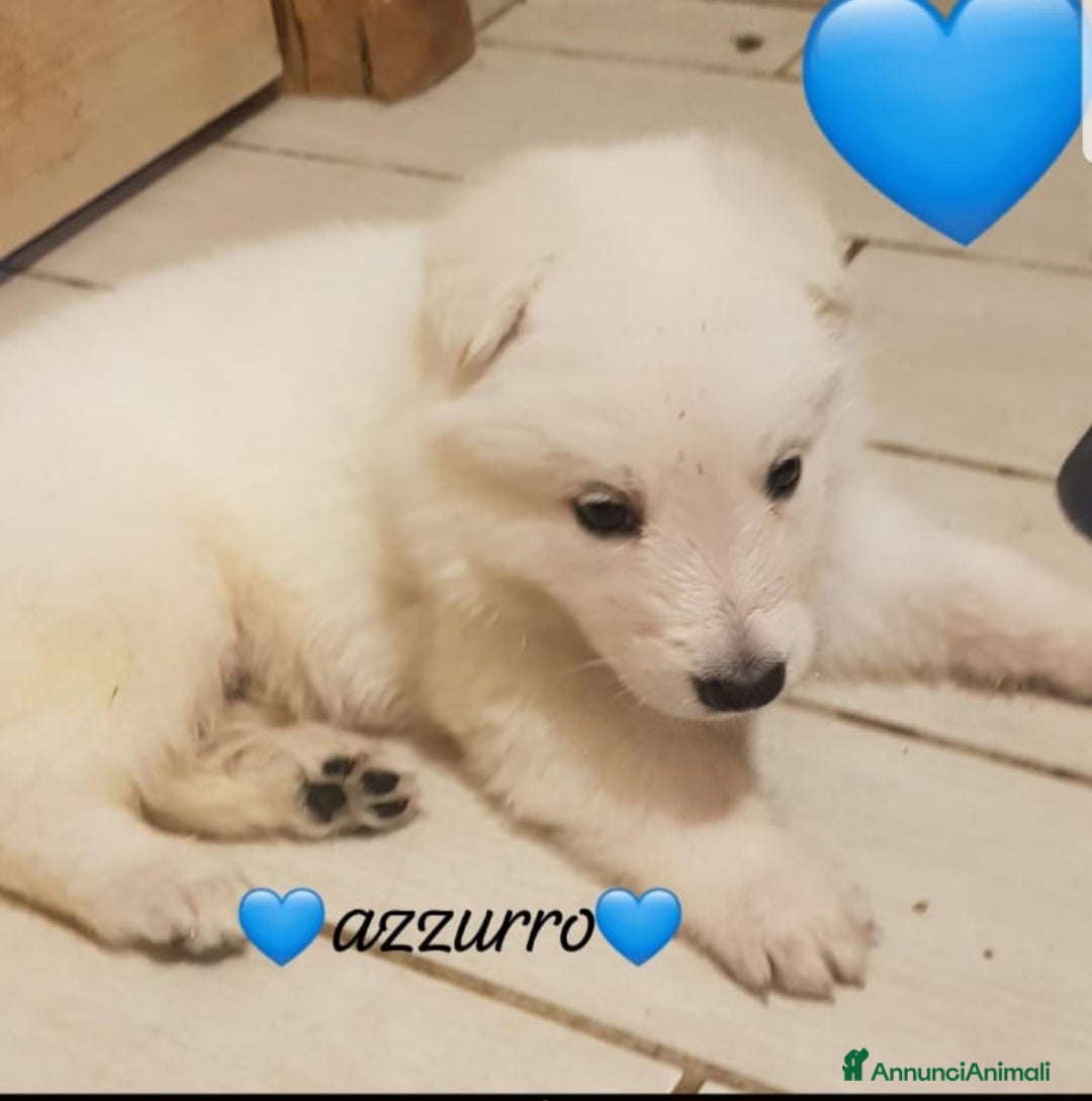 Pastore Svizzero cani in vendita: Cuccioli pastore svizzero bianco  a Province of Brescia - Immagine 2