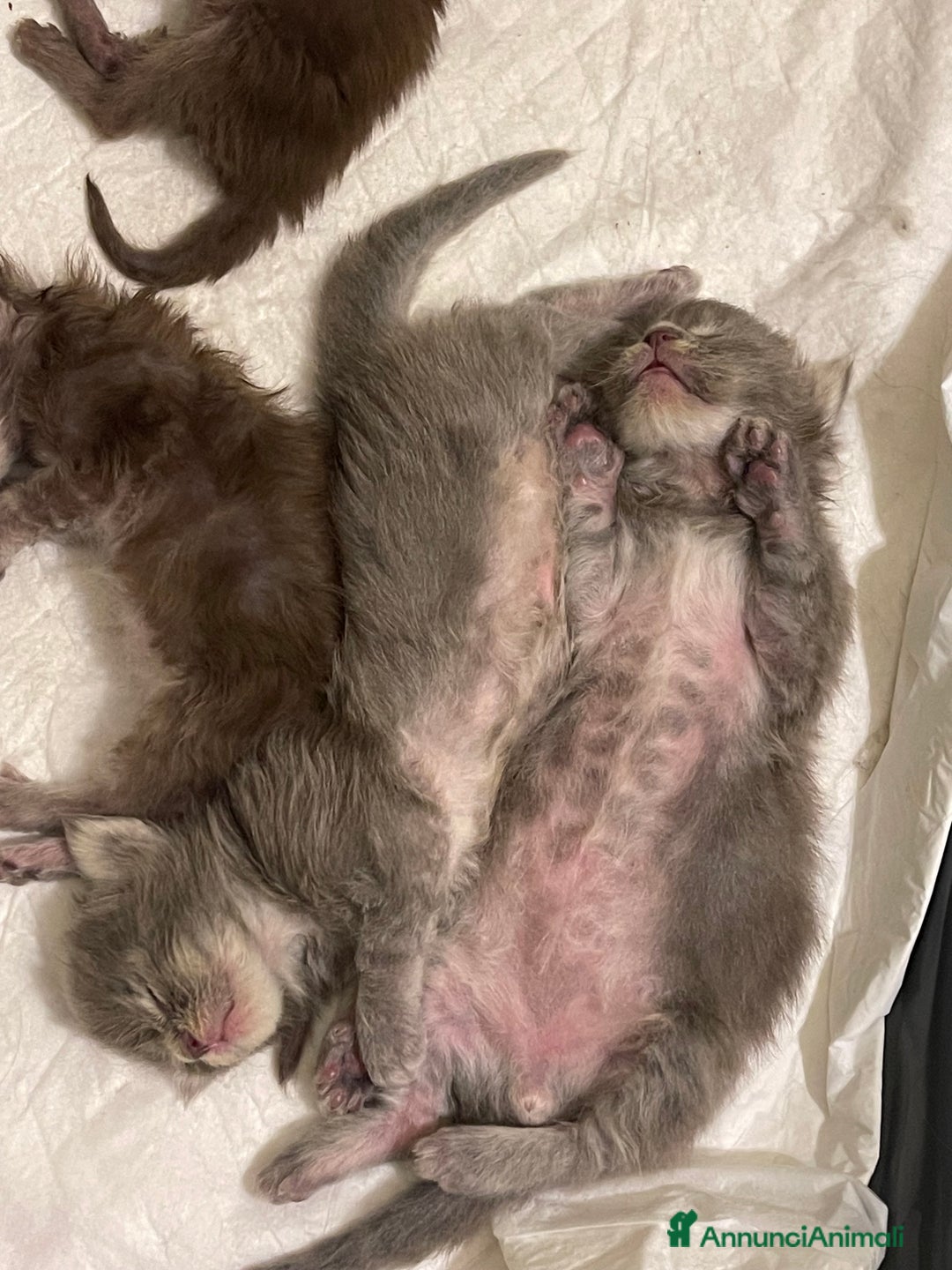 Maine Coon gatti in vendita: Cuccioli Maine coon - Annuncio 5