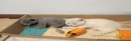 British gatti in vendita: British shorthair  - Annuncio 3