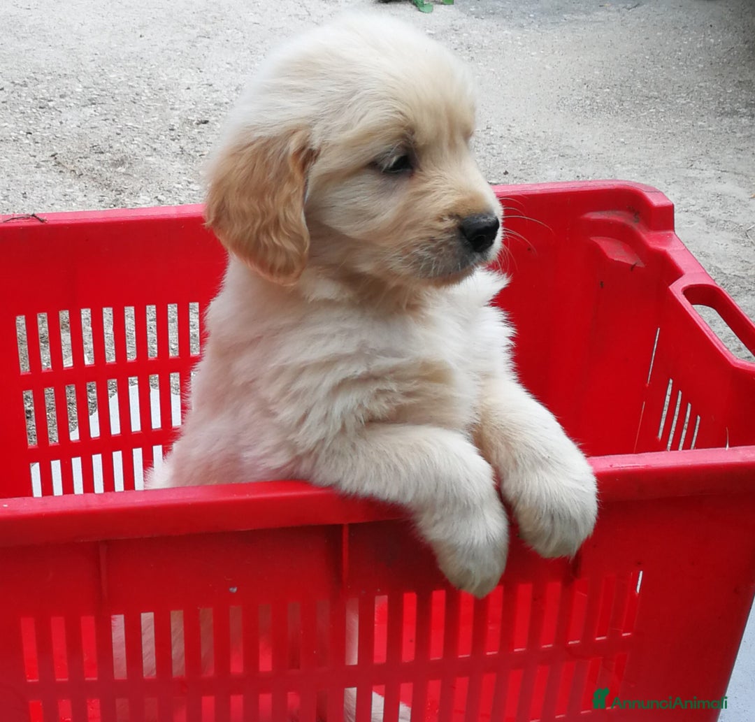 Golden Retriever cani in vendita: golden retriever cuccioli - Annuncio 2