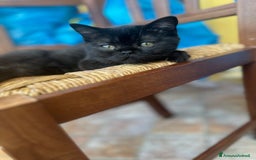 Scottish gatti in vendita: Scottish straight a Provincia di Mantova - Immagine 5
