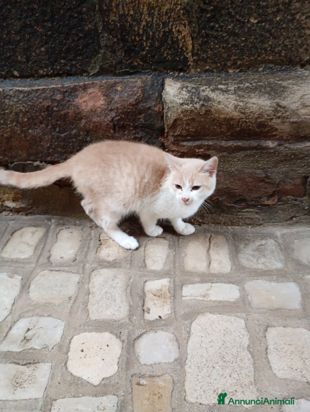 Europeo gatti in regalo: Kitten 4 month old need a new home - Annuncio 2