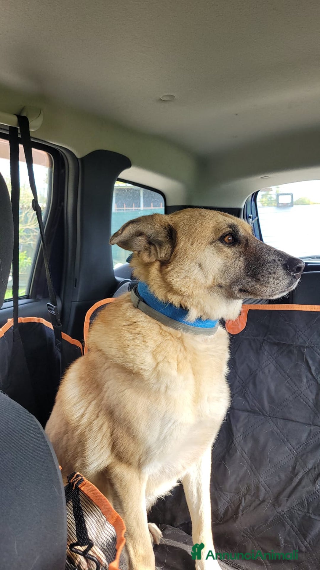 Meticcio cani in regalo: Splendida meticcia - RAJA a Città metropolitana di Milano - Annuncio 3