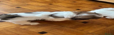 Shih Tzu 3