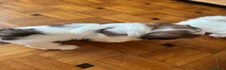 Shih Tzu cani in vendita: Schitzu il tuo batuffolo di gioia ti aspetta  - Annuncio 3