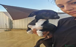 Meticcio cani in regalo: Beatrice: cucciolotta taglia contenuta socievole  a Città Metropolitana di Genova - Immagine 14