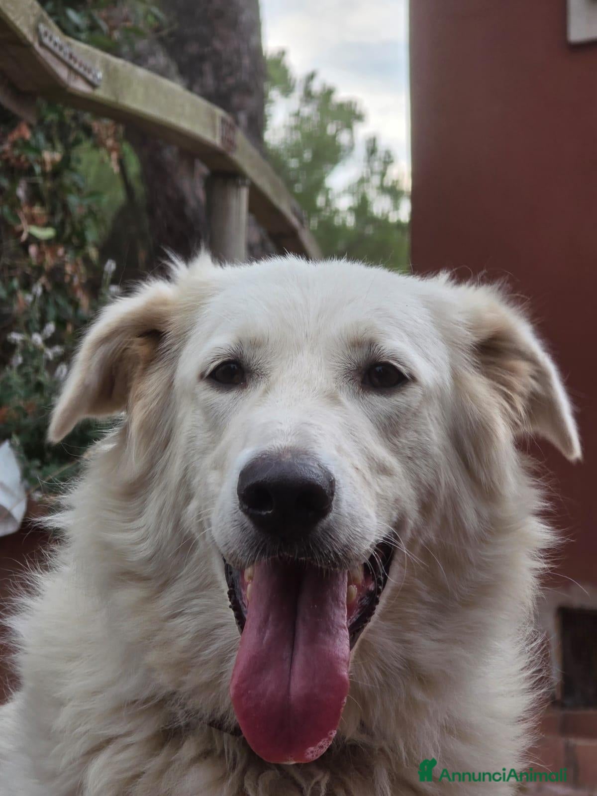 Meticcio cani Itaca, cucciolona, mix golden maremmano - Annuncio 15