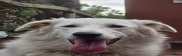 Meticcio cani in regalo: Itaca, cucciolona, mix golden maremmano - Annuncio 1