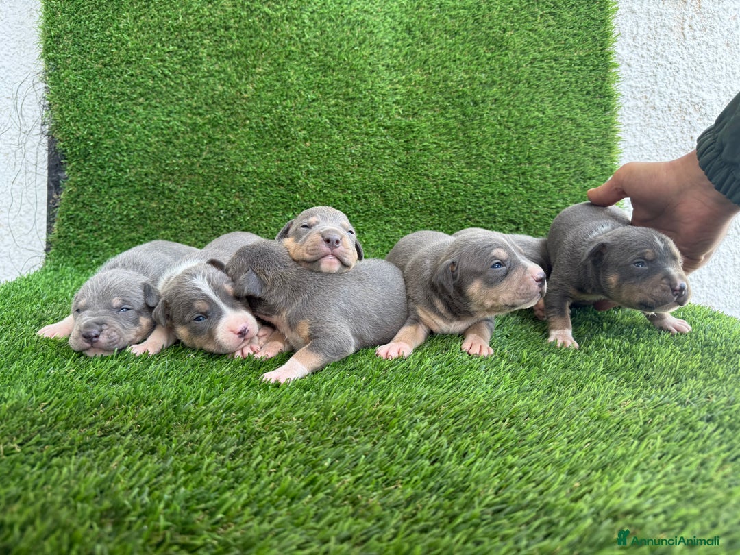 Pitbull cani in vendita: American Pitbull terrier  - Annuncio 3