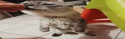 Maine Coon gatti in vendita: Maine coon 1 anno intero - Annuncio 2