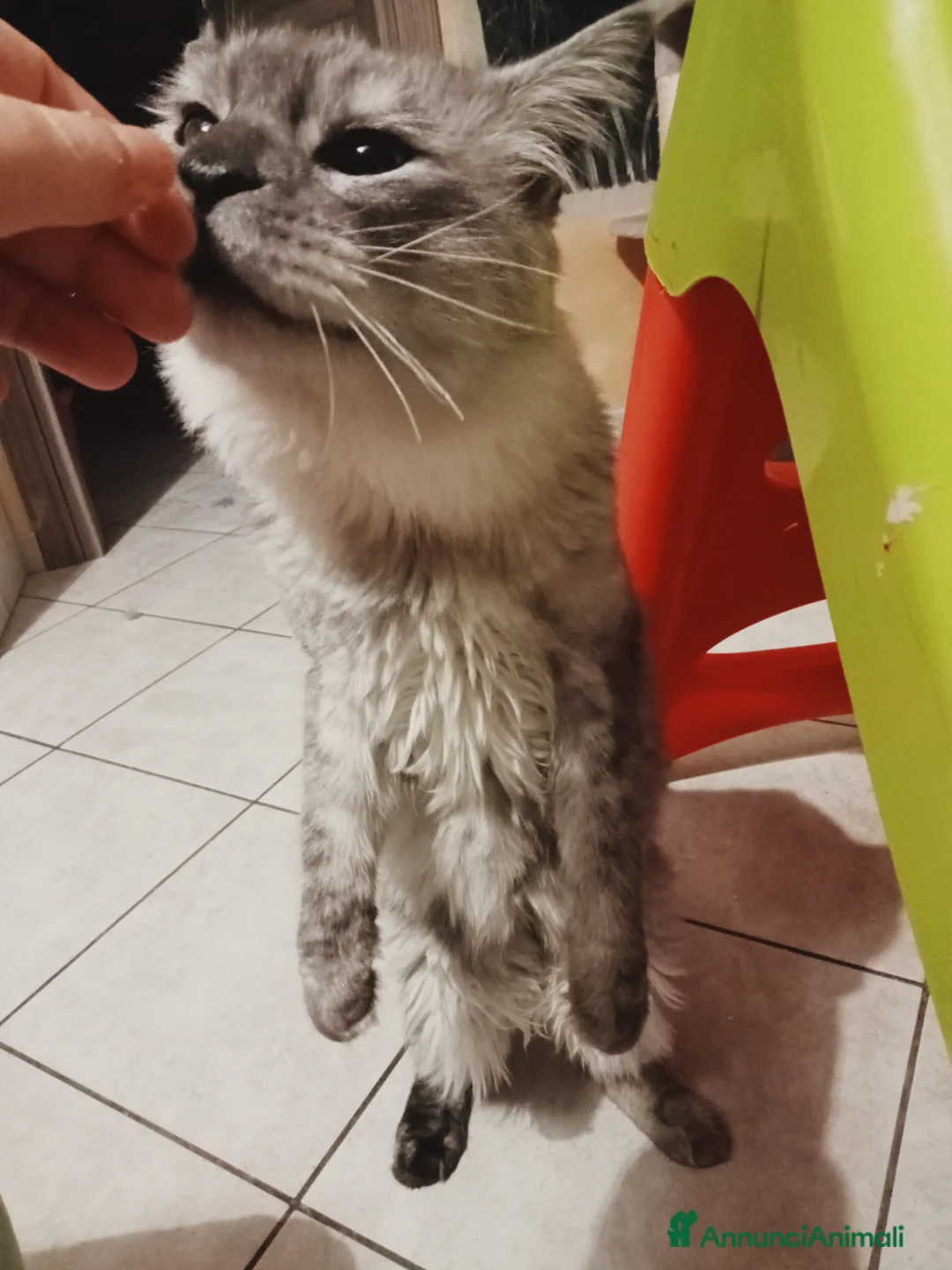 Maine Coon gatti in vendita: Maine coon 1 anno intero - Annuncio 2