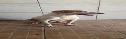 Segugio cani in regalo: Tino, segugio mix in canile a Catania - Annuncio 5